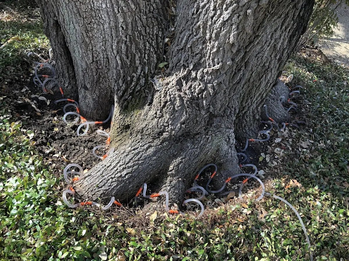 Detailed Tree Cabling and Bracing job site in Elk Park